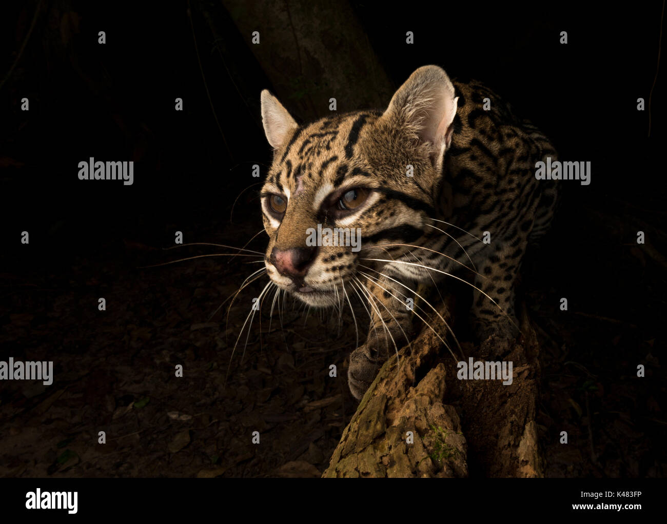 Ocelot portrait with a wide angle remote camera from South Pantanal, Brazil Stock Photo