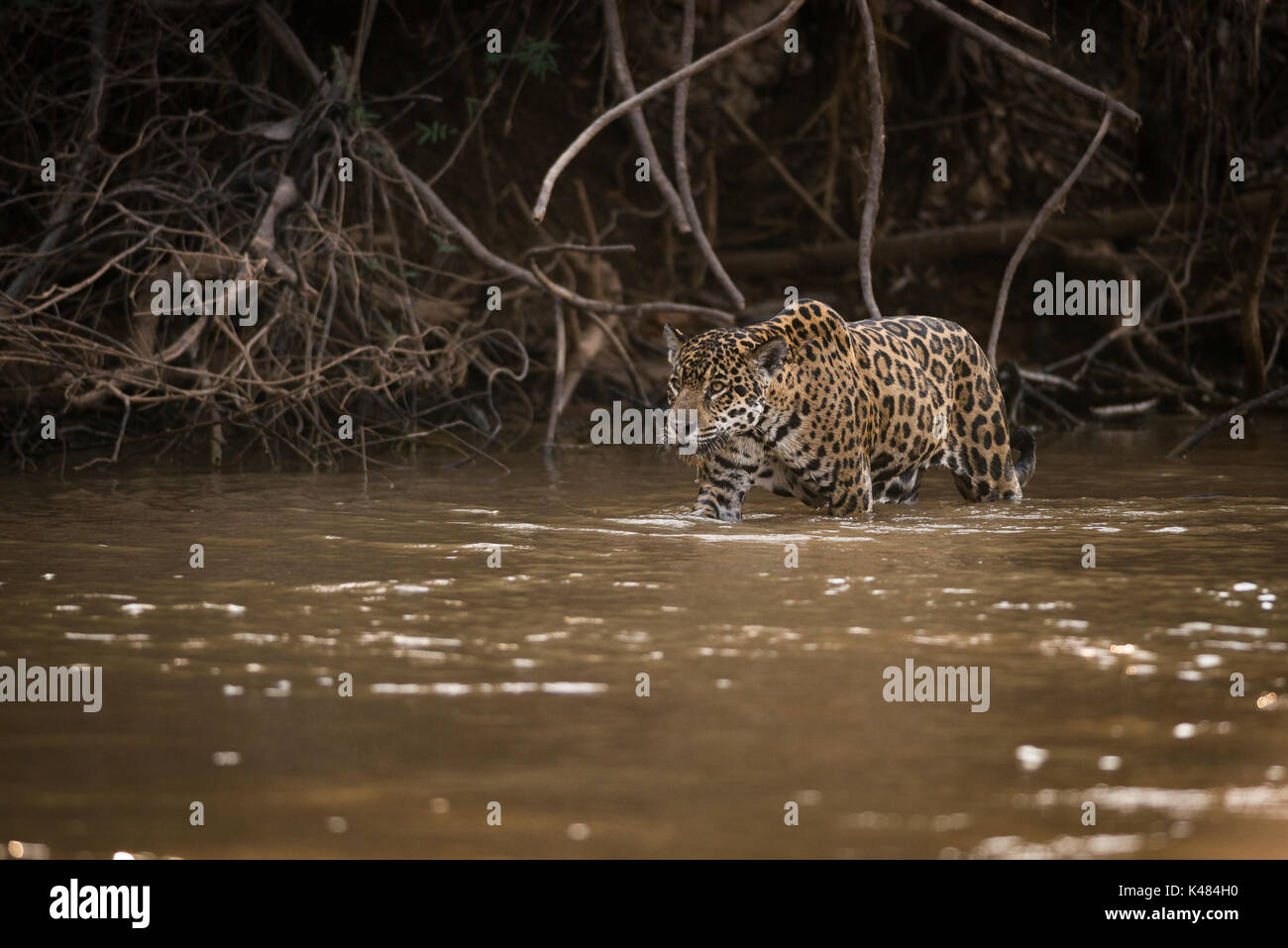 Jaguar (Panthera onca) from North Pantanal, Brazil Stock Photo