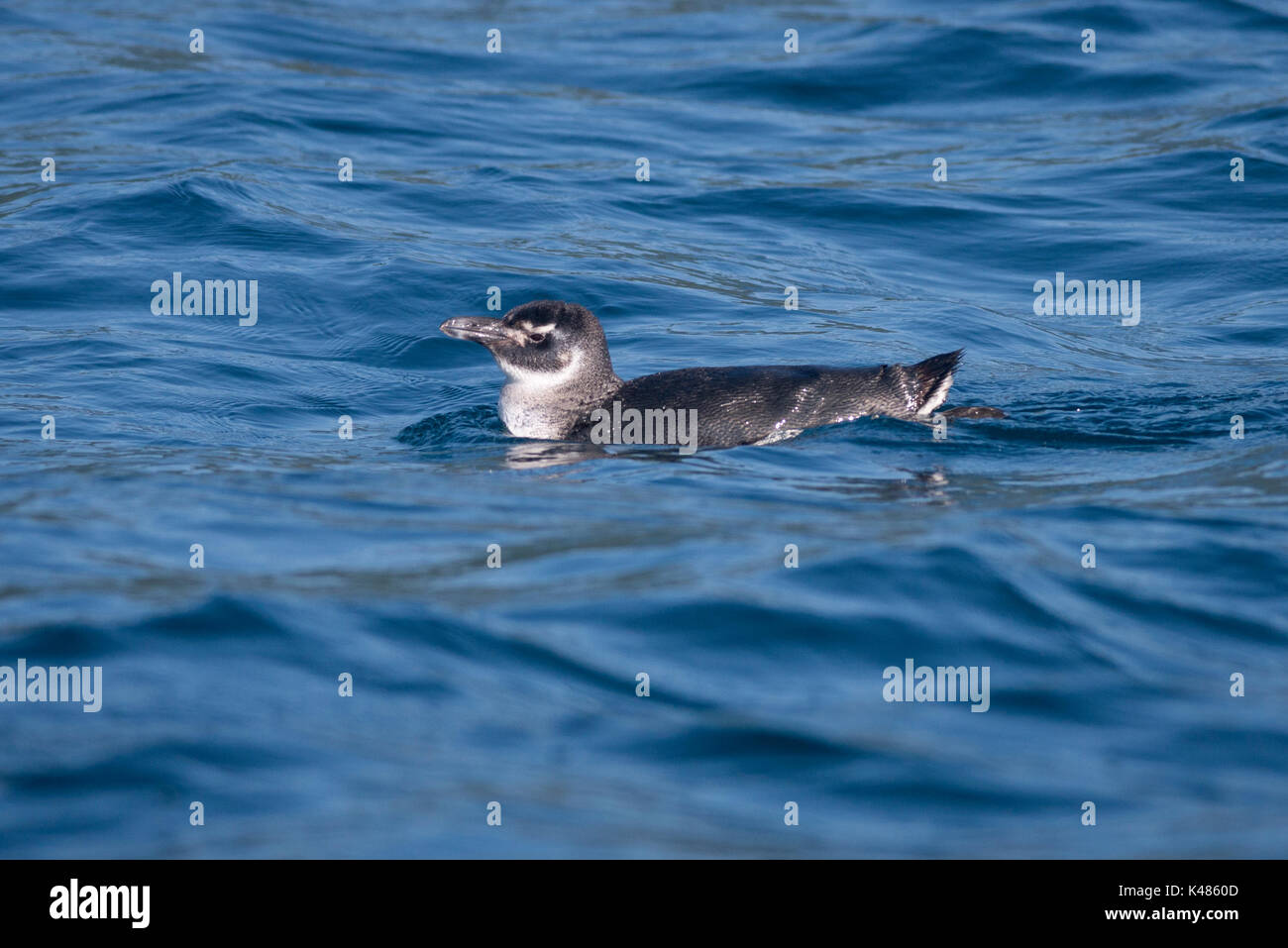 Magellanic Penguin (Spheniscus magellanicus) floating on the surface off Ilhabela, SE Brazil Stock Photo