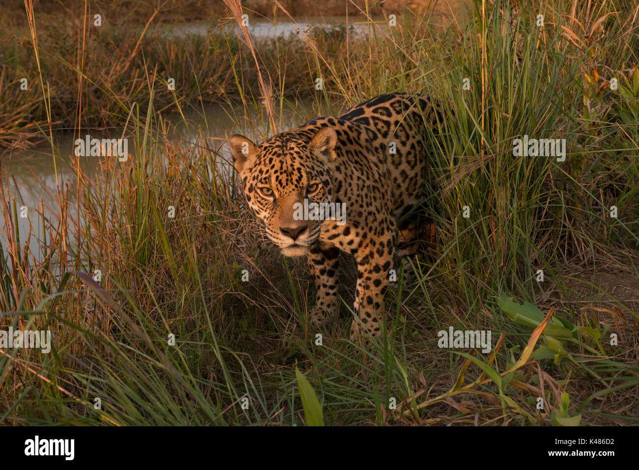 A Jaguar amid some grass in Central Brazil Stock Photo