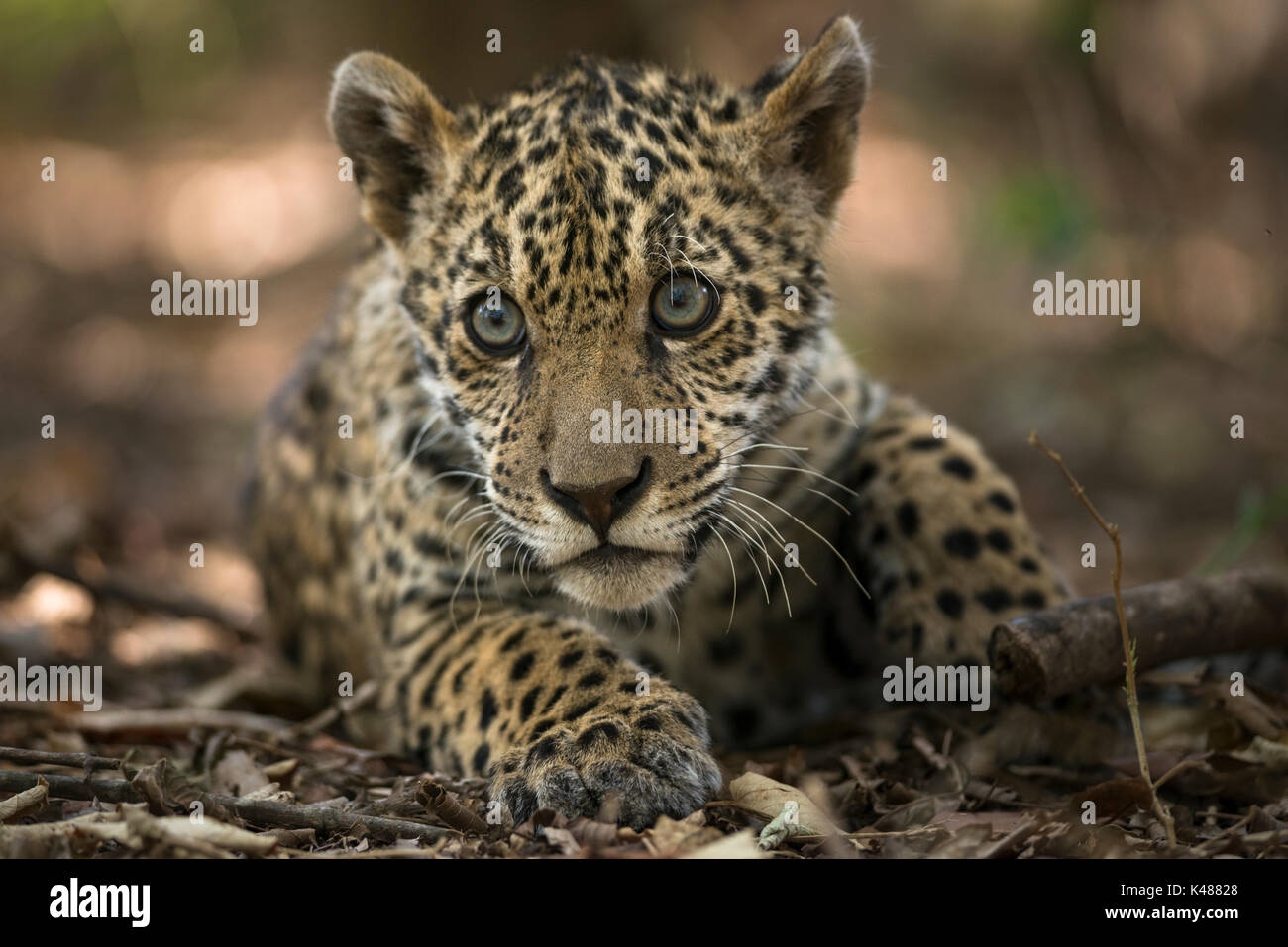 A Jaguar cub (Panthera onca) Stock Photo