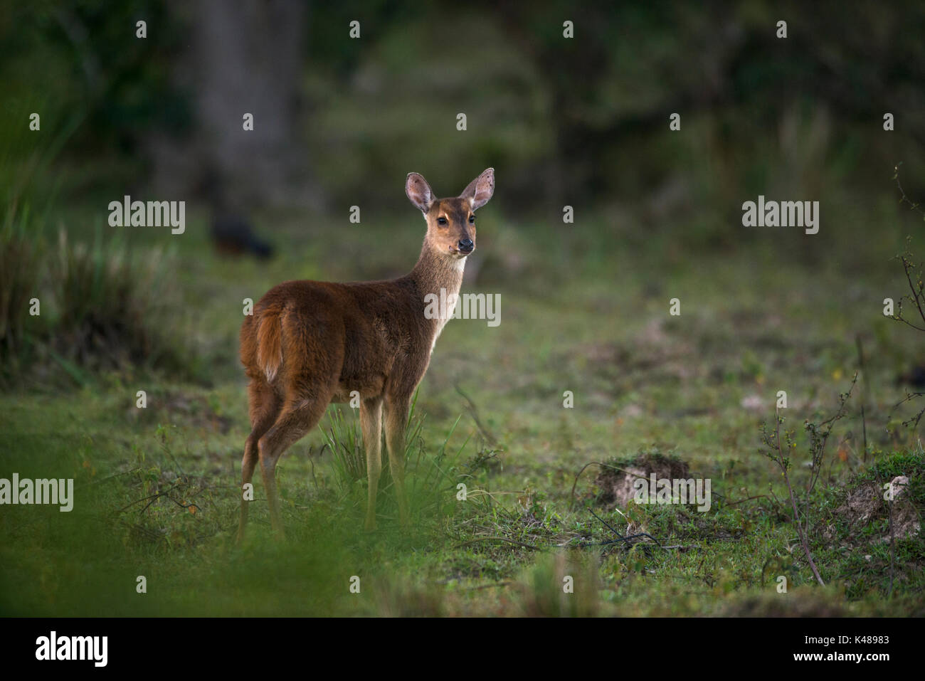 Grey brocket deer hires stock photography and images Alamy