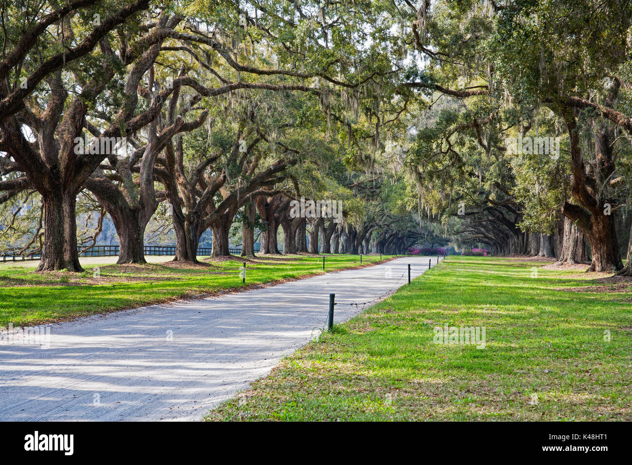 A stunning, country lane lined with ancient live oak trees draped in spanish moss. Near Charleton South Carolina, USA Stock Photo