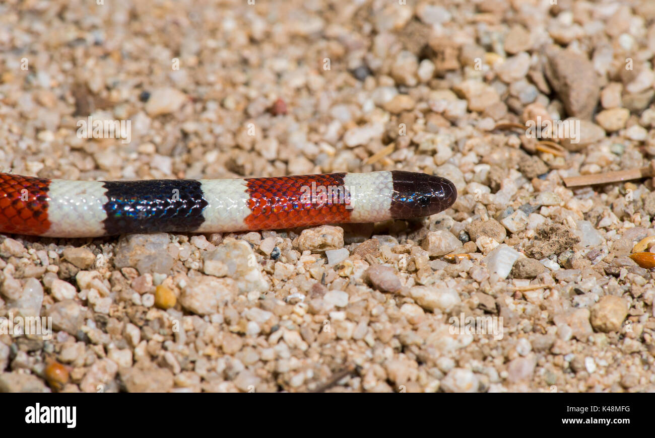 Curated visual reference: Feeding A Juvenile Sonora Coralsnake Reference: Scute Hi Res Stock Photography And Images