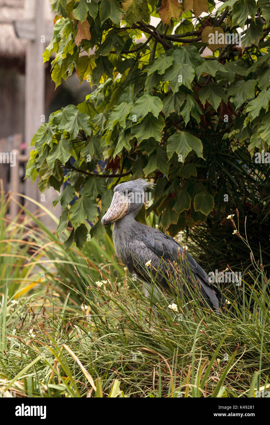 African Shoebill stork Balaeniceps rex is found in Africa in swamps from Sudan to Zambia. Stock Photo