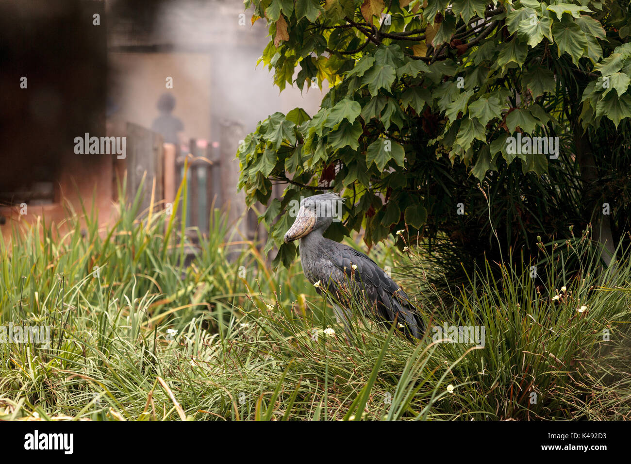 African Shoebill stork Balaeniceps rex is found in Africa in swamps from Sudan to Zambia. Stock Photo