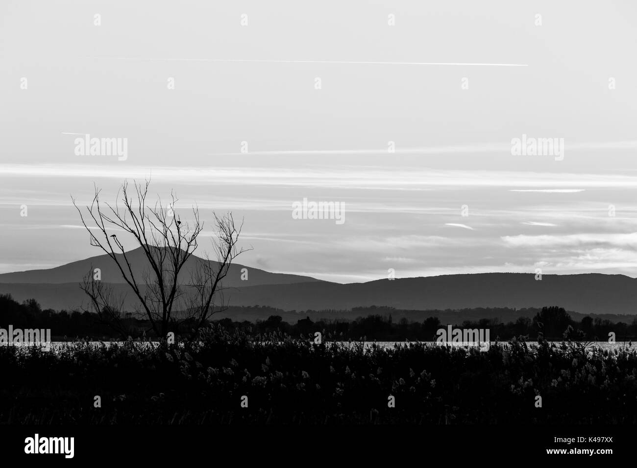Tree silhouette and plants near a lake at dusk, with soft tones in the sky and distant hills Stock Photo