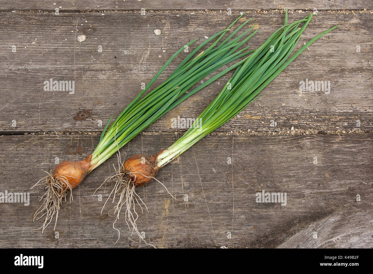 Spring onions are rich in vitamins,minerals and natural compound. Green