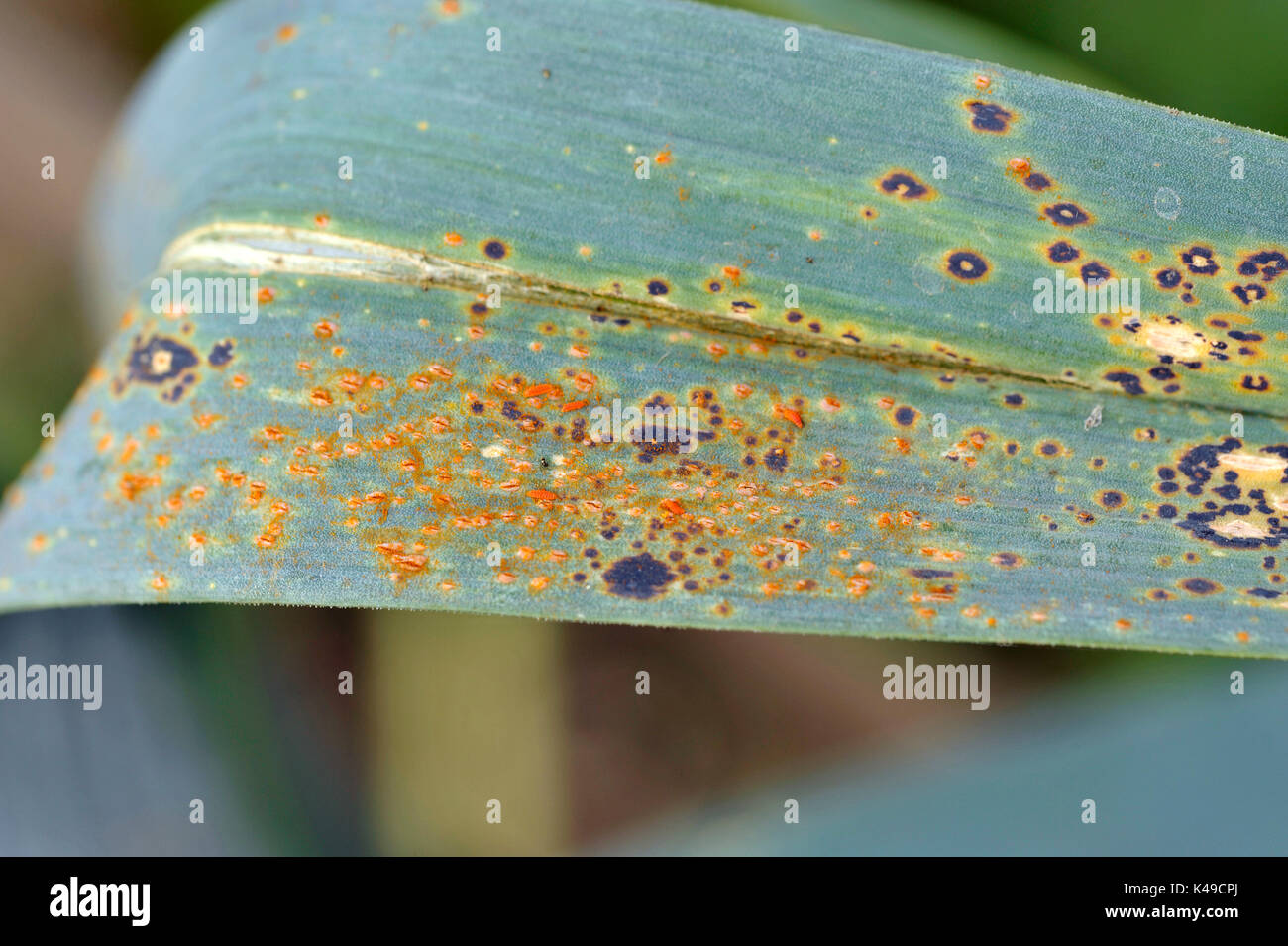 Leek rust a common fungal infection, scientific name Puccinia Allii, which affects the onion family of plants. Stock Photo