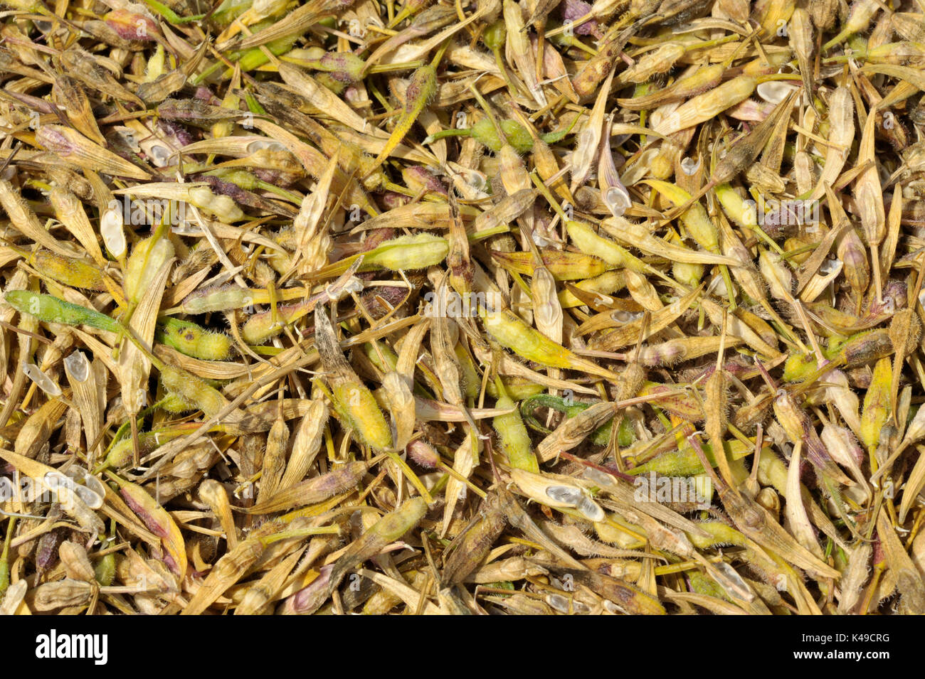 Seed saving, Yellow Mustard seed pod harvest drying also called White