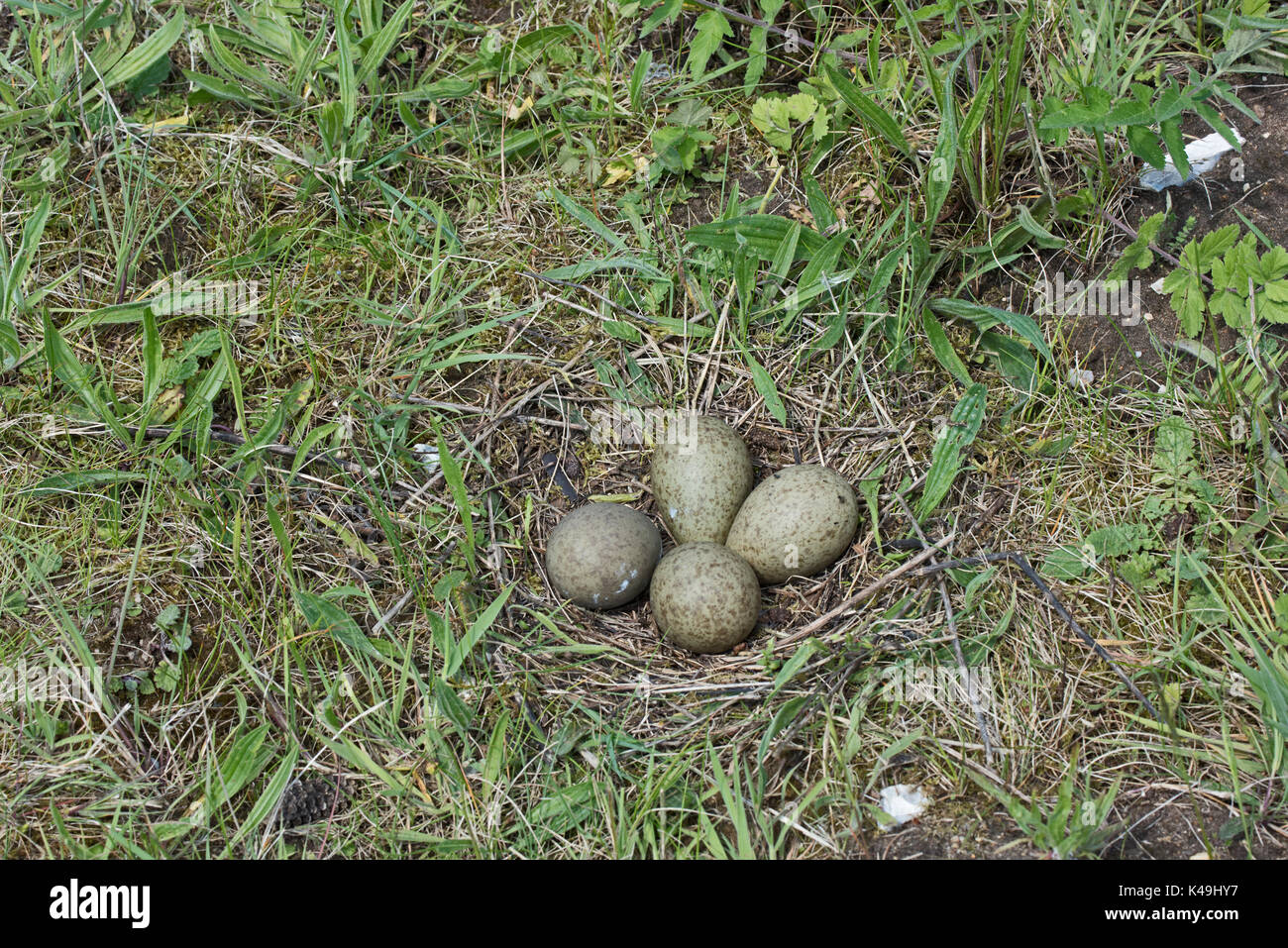Eurasian Curlew Numenius arquata clutch of eggs in nest in the Brecks Norfolk spring Stock Photo