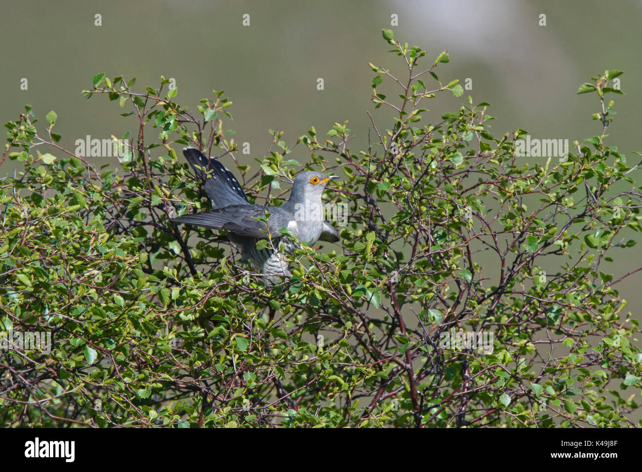Common Cuckoo Cuculus canorus Caithness Scotland May Stock Photo