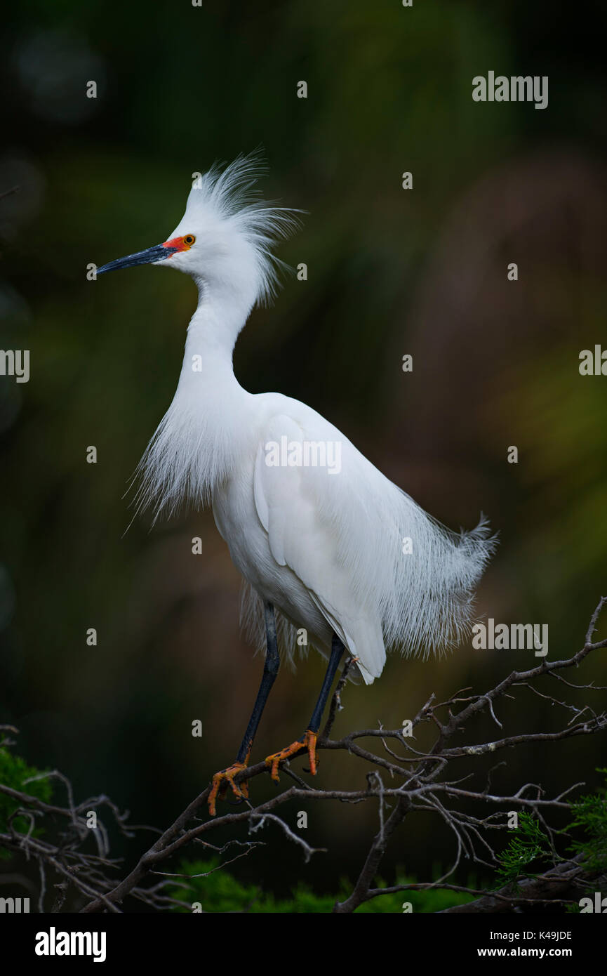 Snowy Egret Egretta thula at breeding colony Florida USA Stock Photo