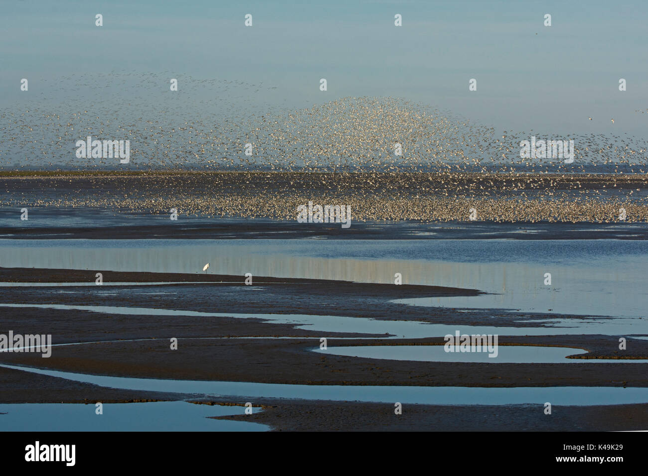 Knot Calidris canutus flock over mud reacting to hunting Peregrine Falcon, The Wash Snettisham Norfolk autumn Stock Photo