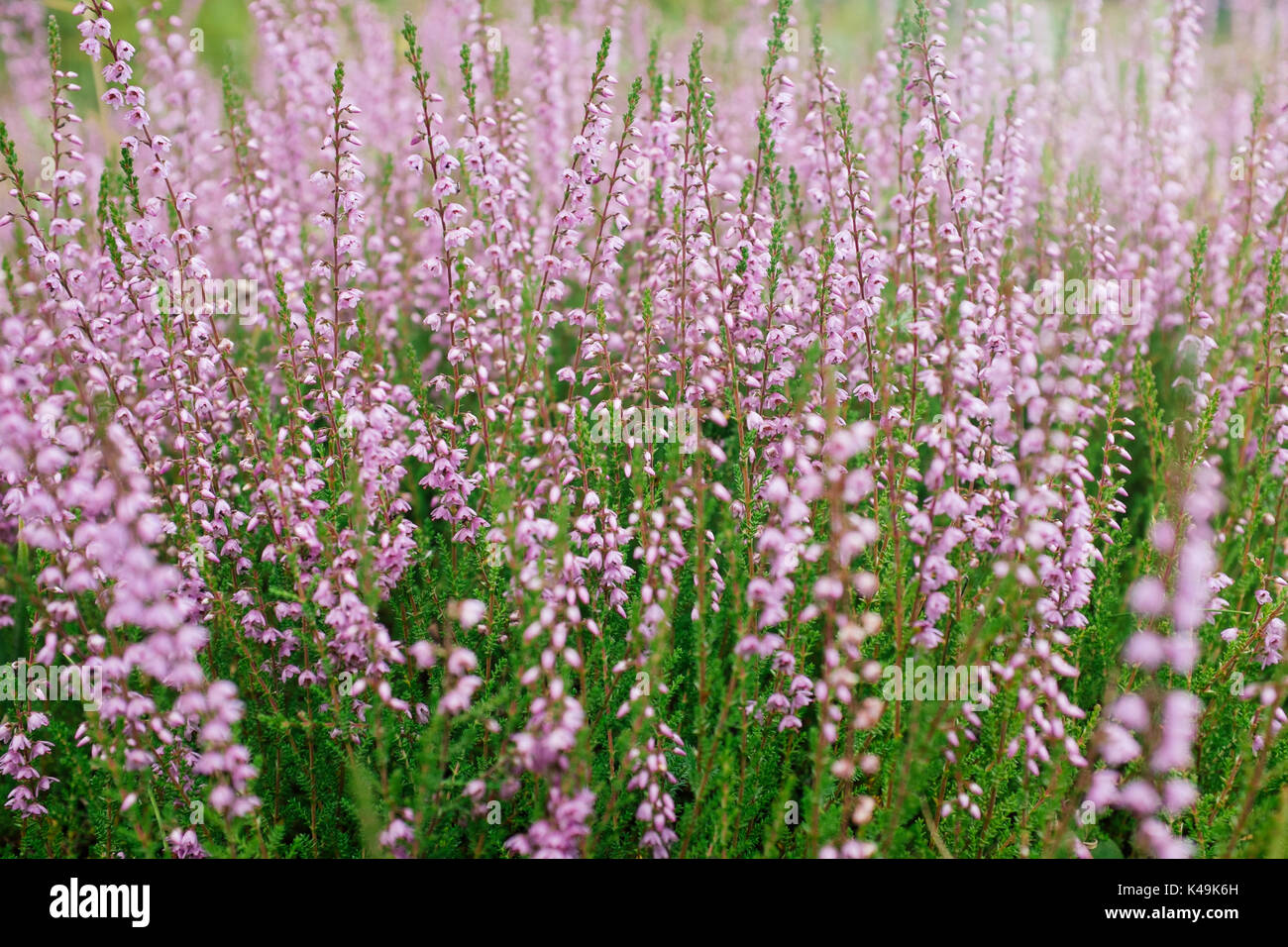 Common heather background Stock Photo