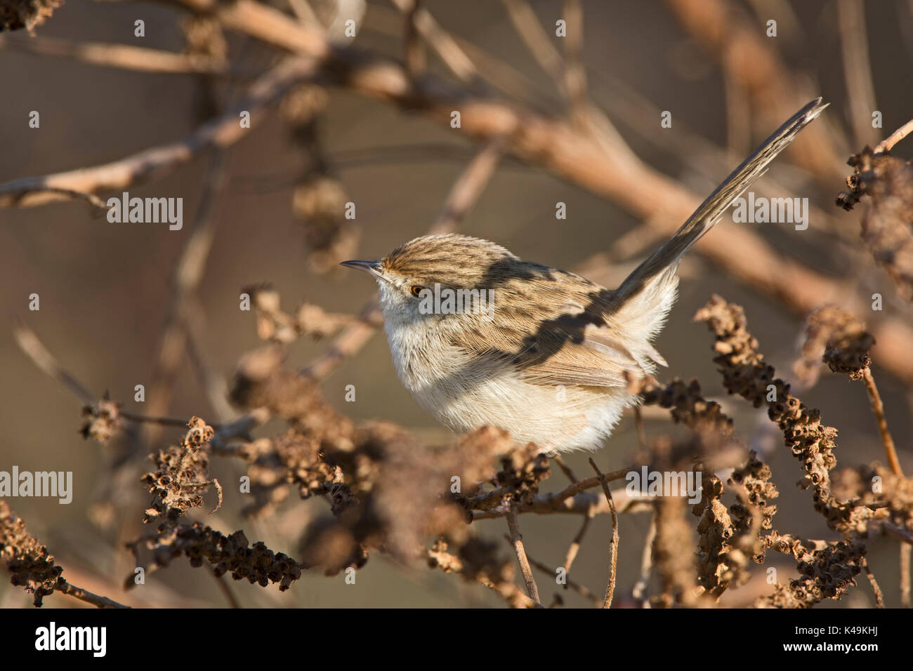 Graceful Prinia Prinia gracilis Hula Israel winter Stock Photo