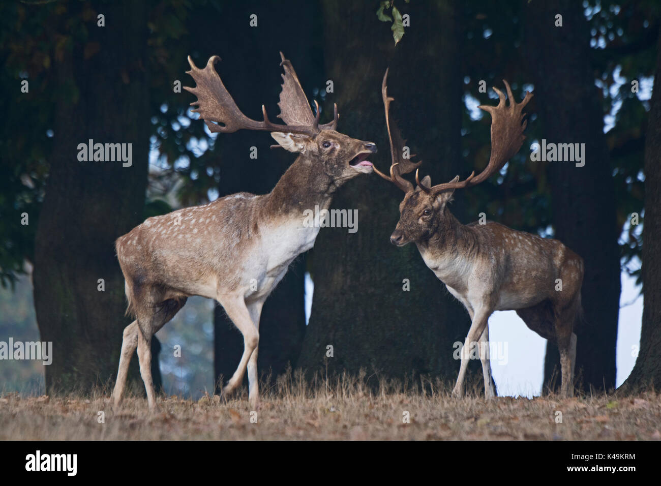 Fallow Deer Dama dama bucks during rut Sevenoaks Kent October Stock Photo
