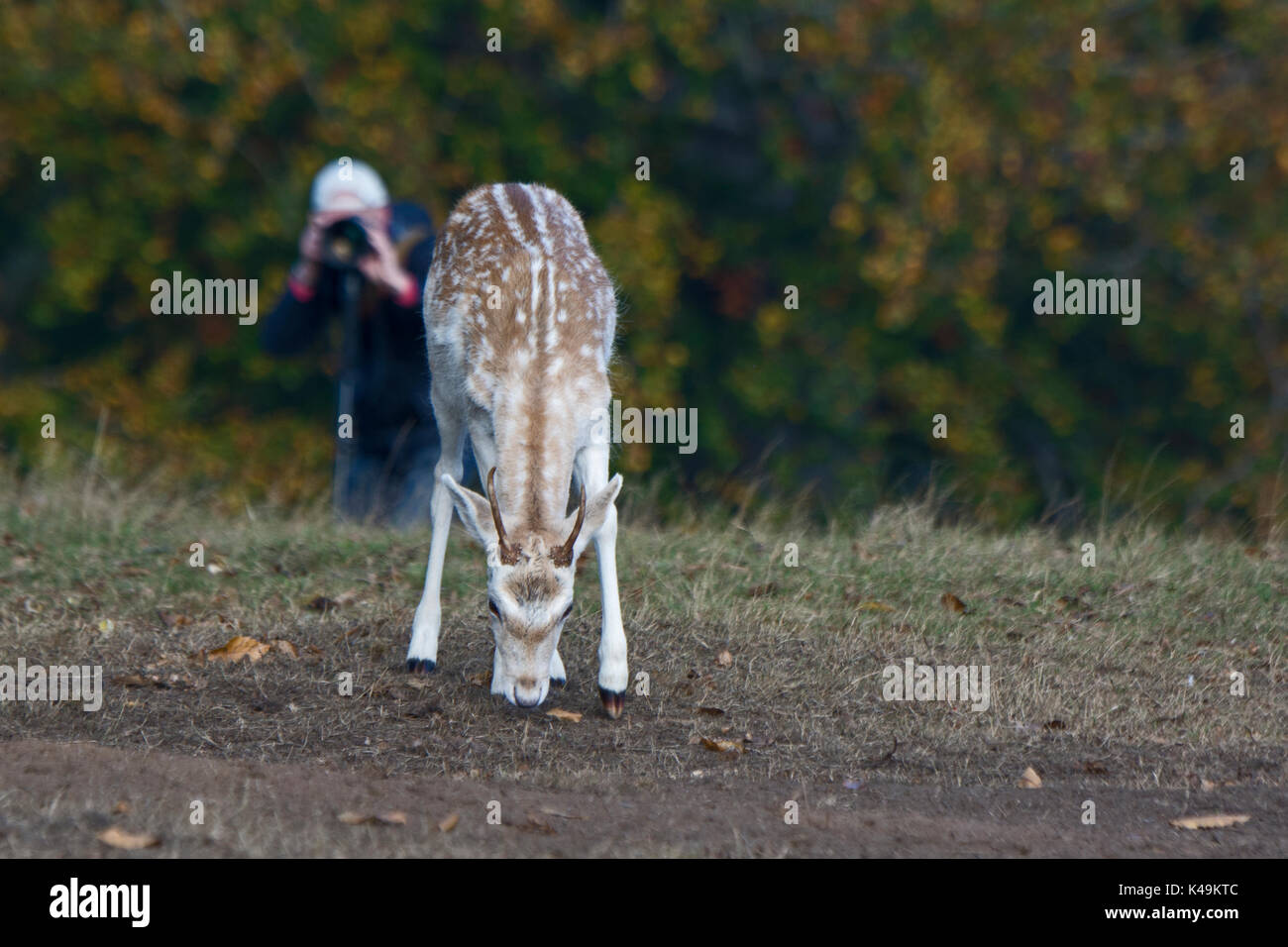 Fallow Deer Dama dama being photographed during rut Sevenoaks Kent October Stock Photo