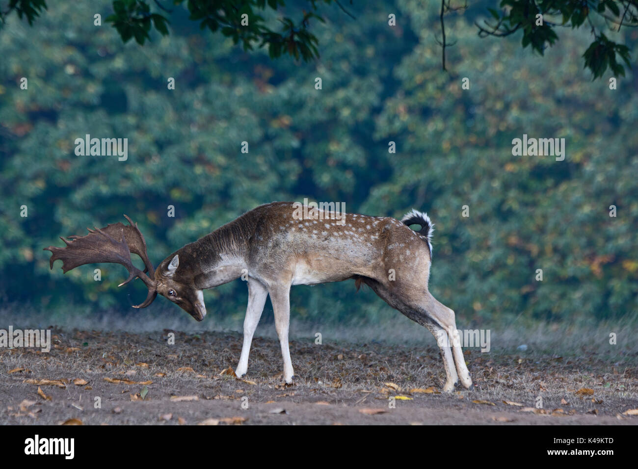 Fallow Deer Dama dama bucks during rut Sevenoaks Kent October Stock Photo