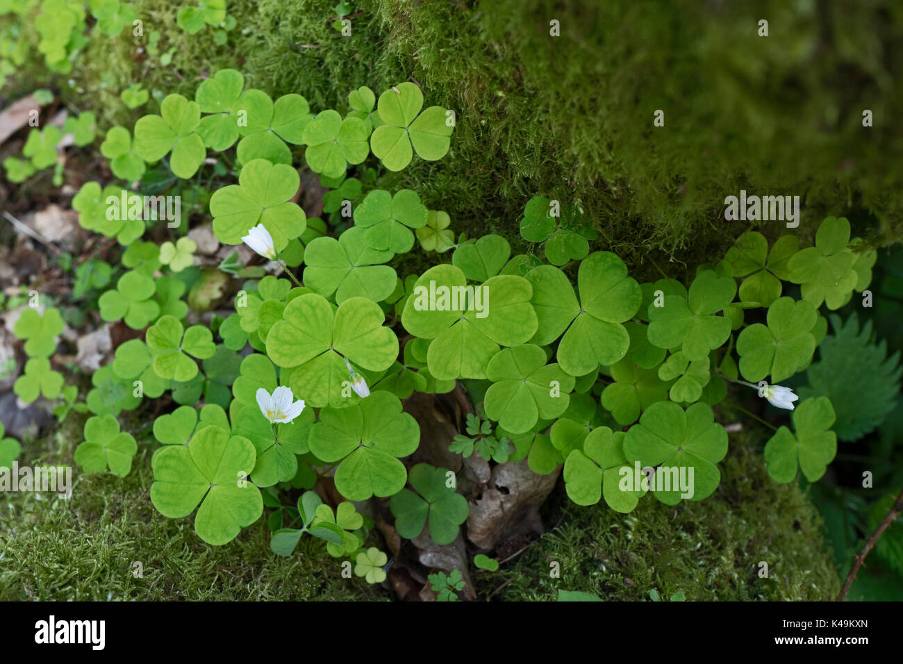 Wood Sorrel Oxalis acetosella in woodland North Norfolk early spring Stock Photo
