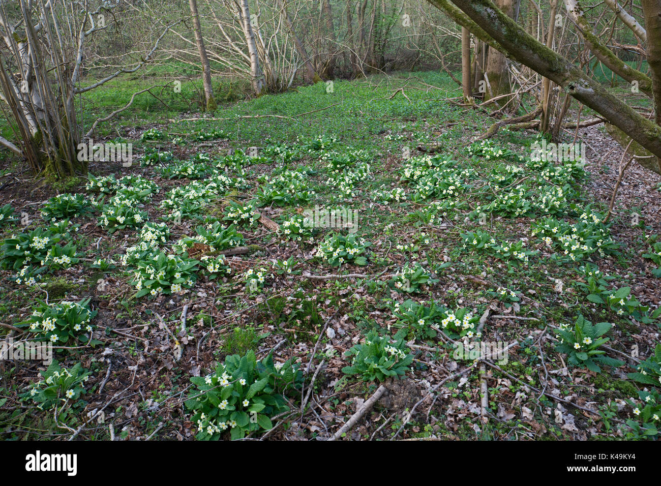 Primrose Primula vulgaris growing in coppiced hazel woodland in North Norfolk Stock Photo