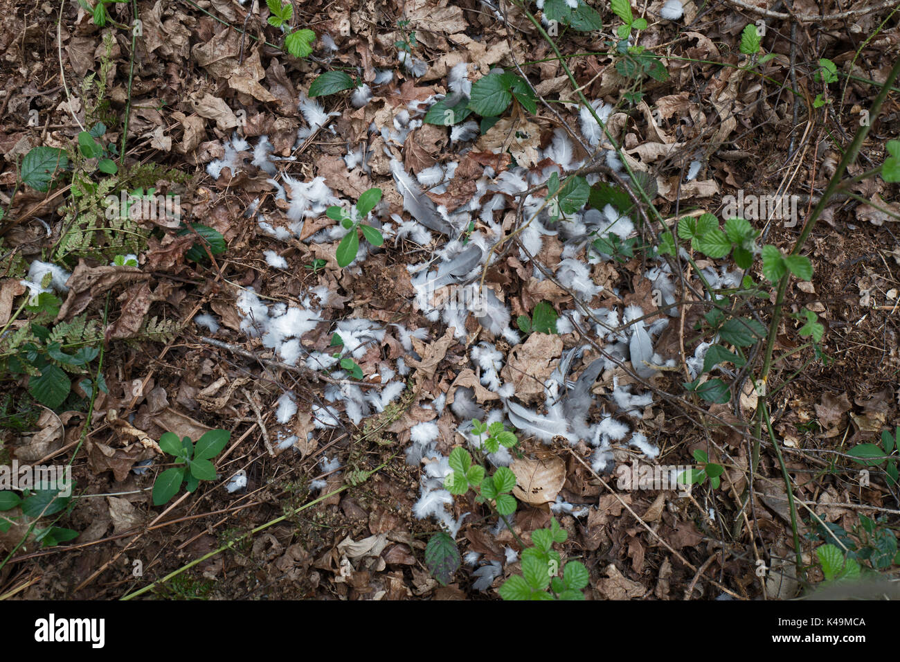 Feathers from Wood Pigeon caught and killed by Sparrowhawk in woodland Norfolk Stock Photo