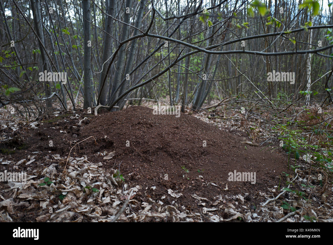 Wood Ant mound in deciduous woodland Tudeley Woods RSPB Reserve, Kent Stock Photo