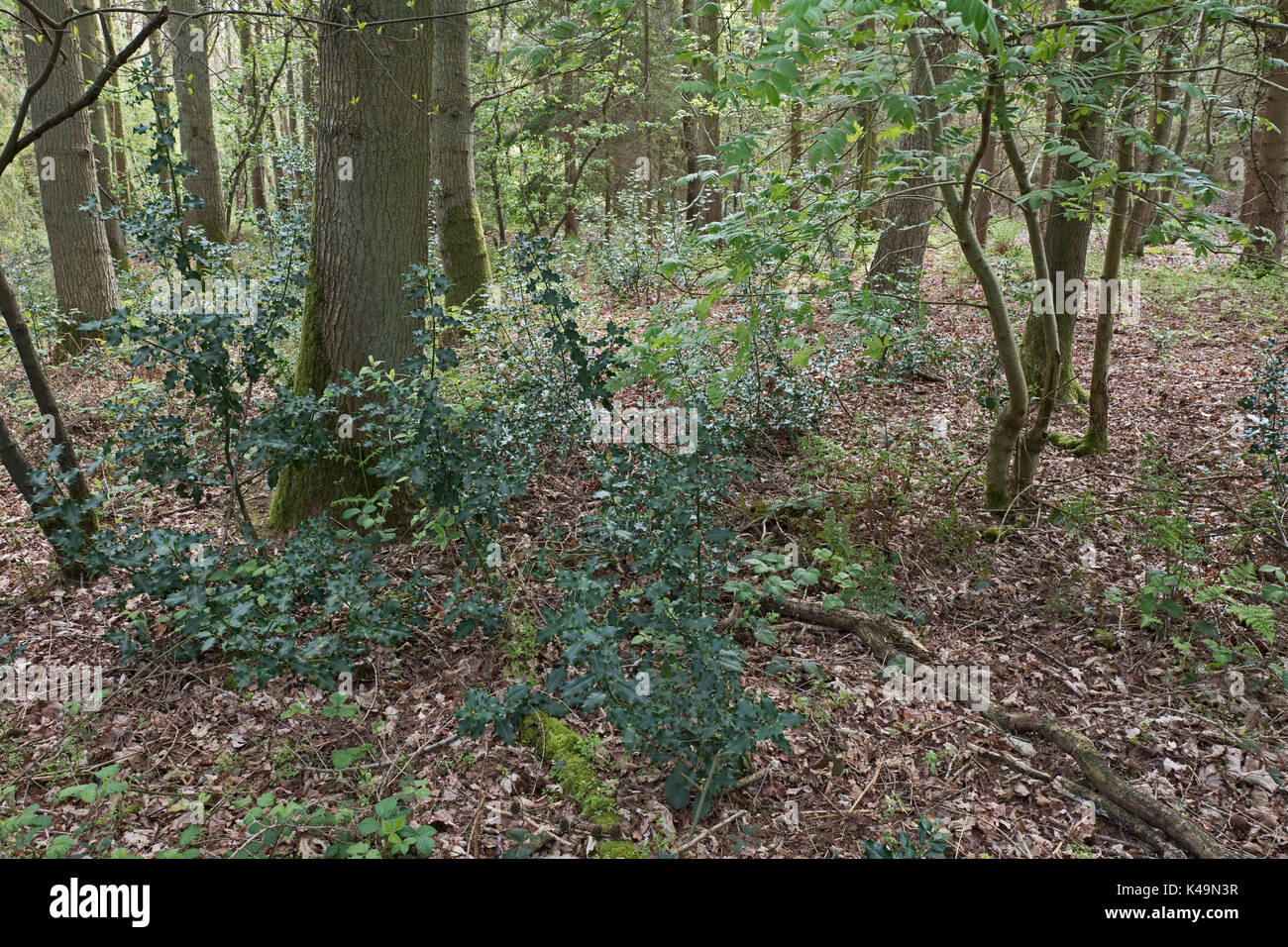 Holly re-generating in woodland after deer cull North Norfolk Stock Photo