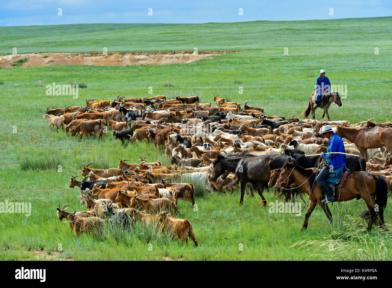 A Herd Of Kashmir Goats In The Mongolian Steppe, Mongolia Stock Photo