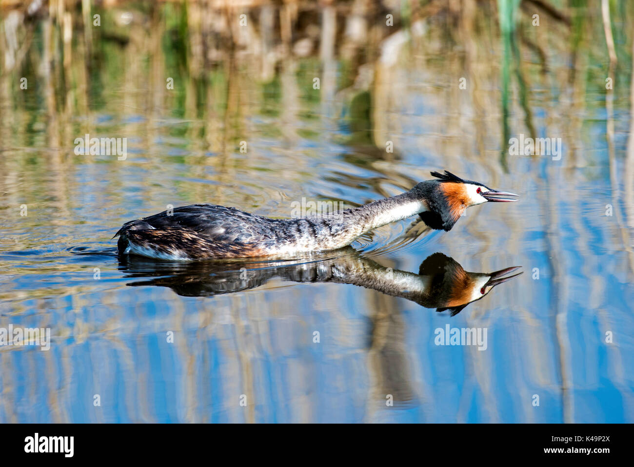 A Male Crested Grebe In Attack Position Stock Photo