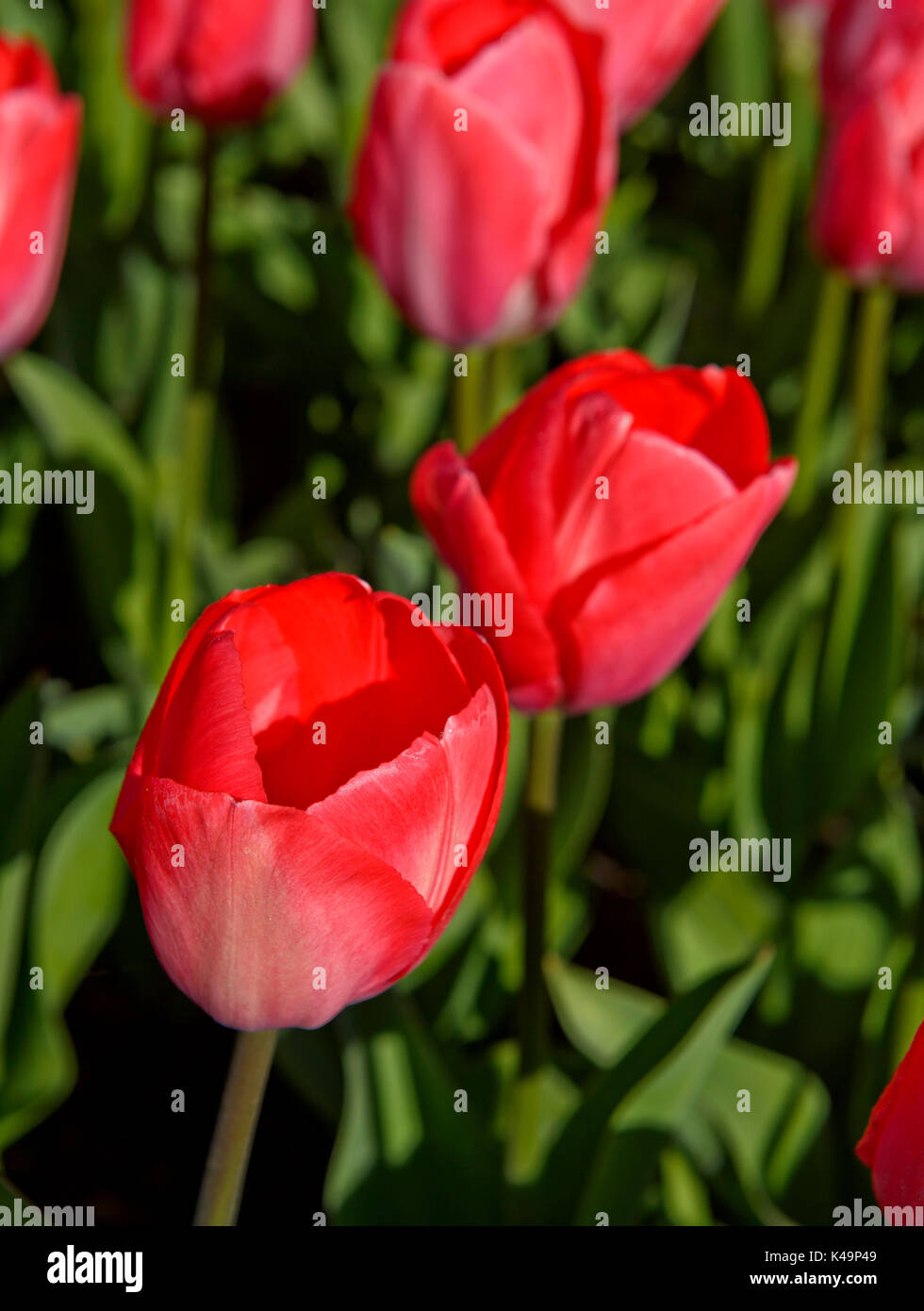 Red Dutch Tulips, Netherlands Stock Photo