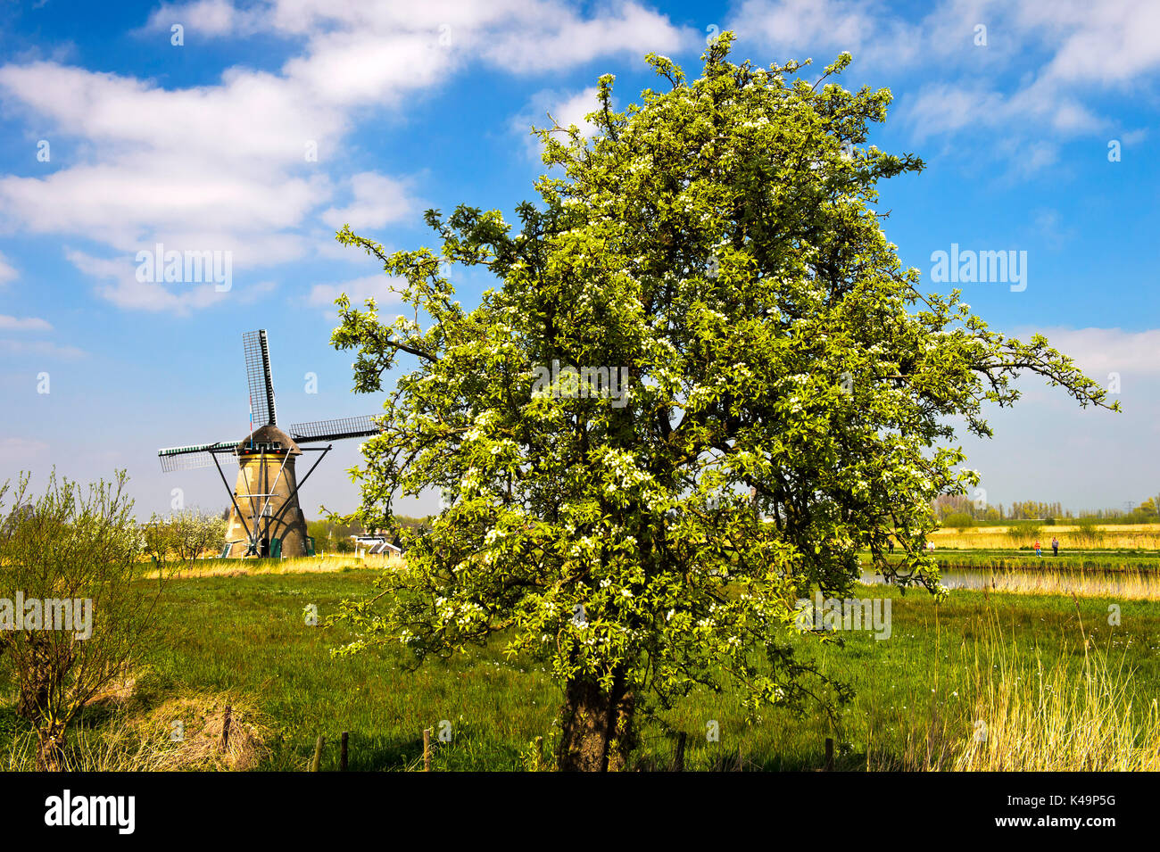 Spring Landscape With Dutch Windmill At Kinderdijk, Netherlands Stock Photo