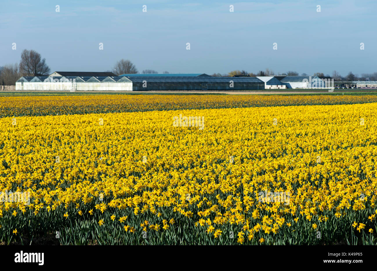 Blooming Daffodil Field In The Area Of Bollenstreek, Netherlands Stock Photo