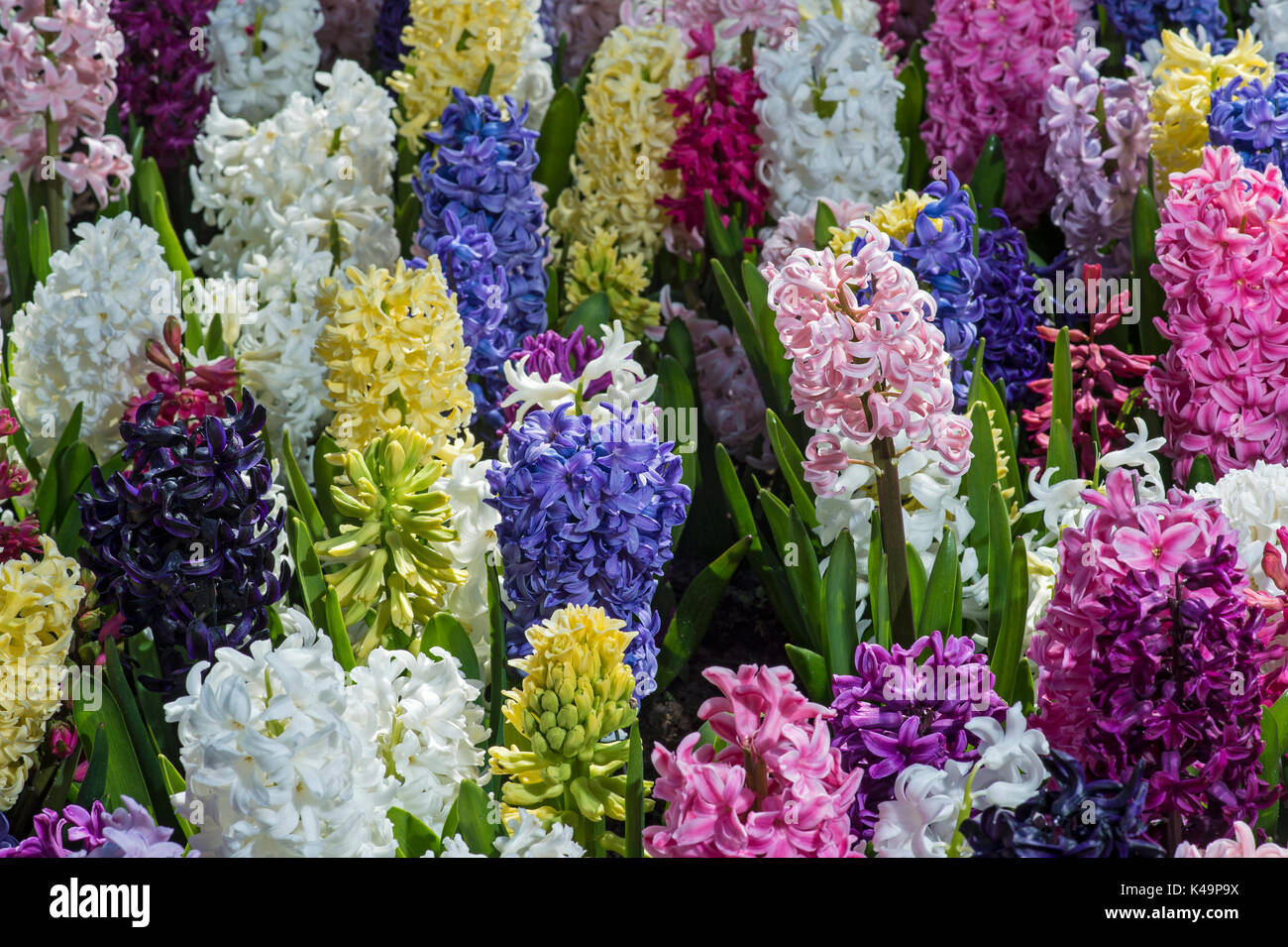 Colorful Mix Of Hyacinth Flowers, Keukenhof Flower Gardens, Lisse, Netherlands Stock Photo