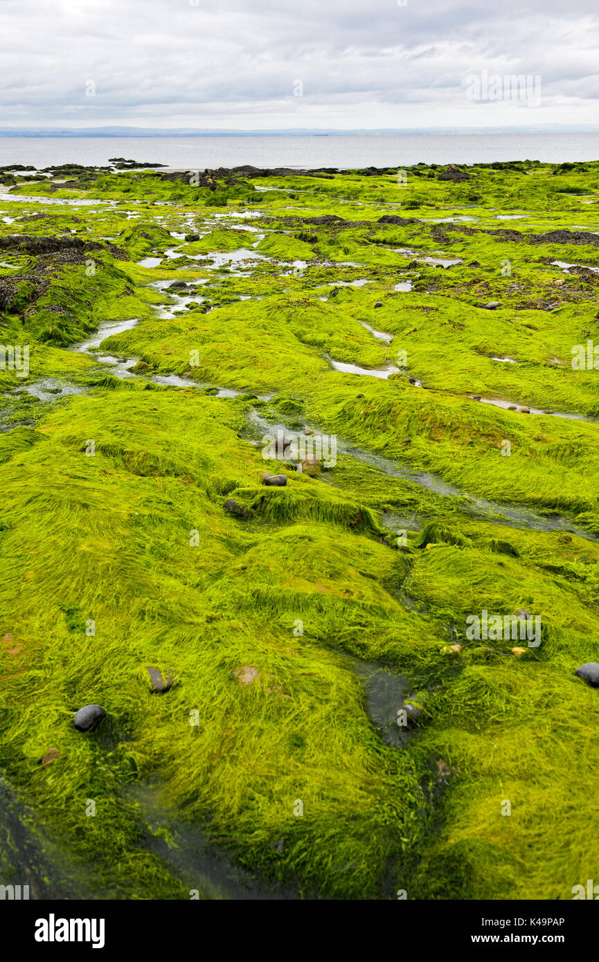 Submerged Algae On Coastal Rocks During Low Tide In The Largo Bay, Lower Largo, Fife, Scotland, United Kingdom Stock Photo