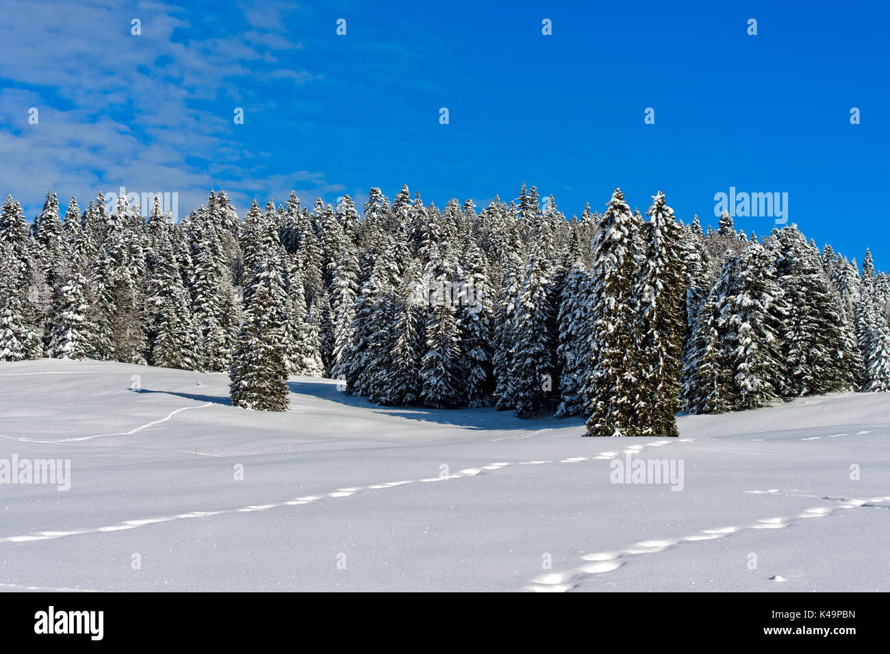 Winter Landscape With Snow-Covered Forest In The Swiss Jura Mountain Range Near Saint-Cergue, Vaud, Switzerland Stock Photo