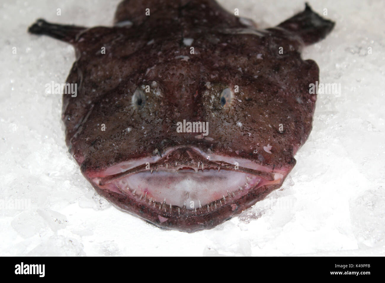 sea fish lophius piscatorius on fishing rod Stock Photo - Alamy