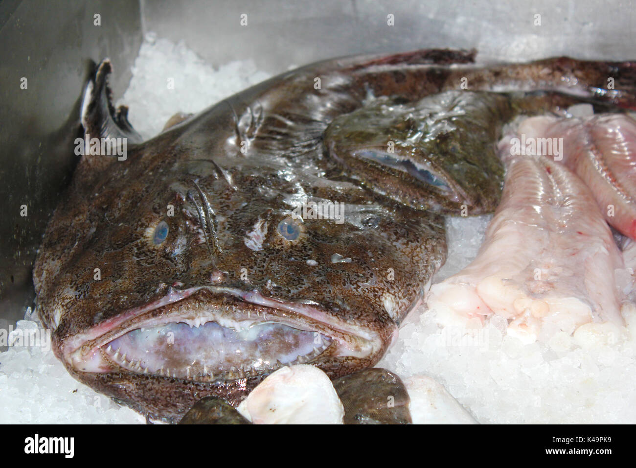 Monk Fish Lophius Piscatorius Stock Photo