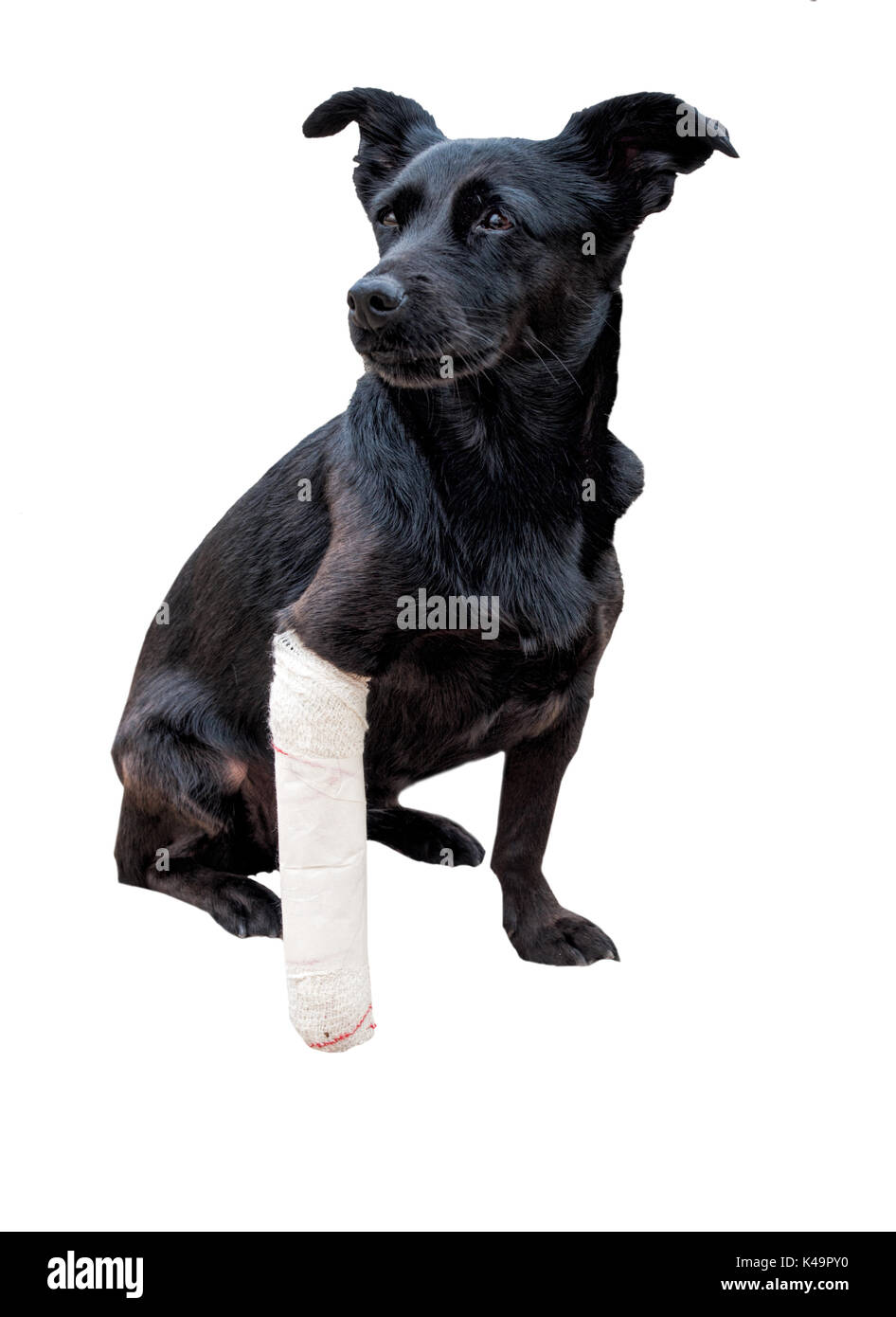 Black Dog,S Leg Is Wrapped In A Bandage. Broken Paw, Painful Stare