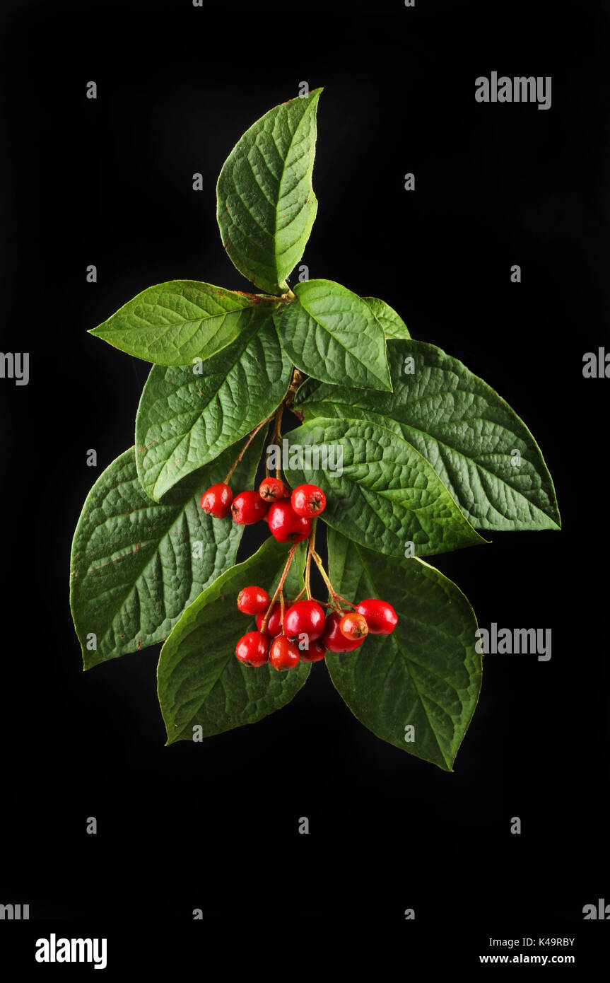 Cotoneaster leaves and berries isolated against a black background Stock Photo