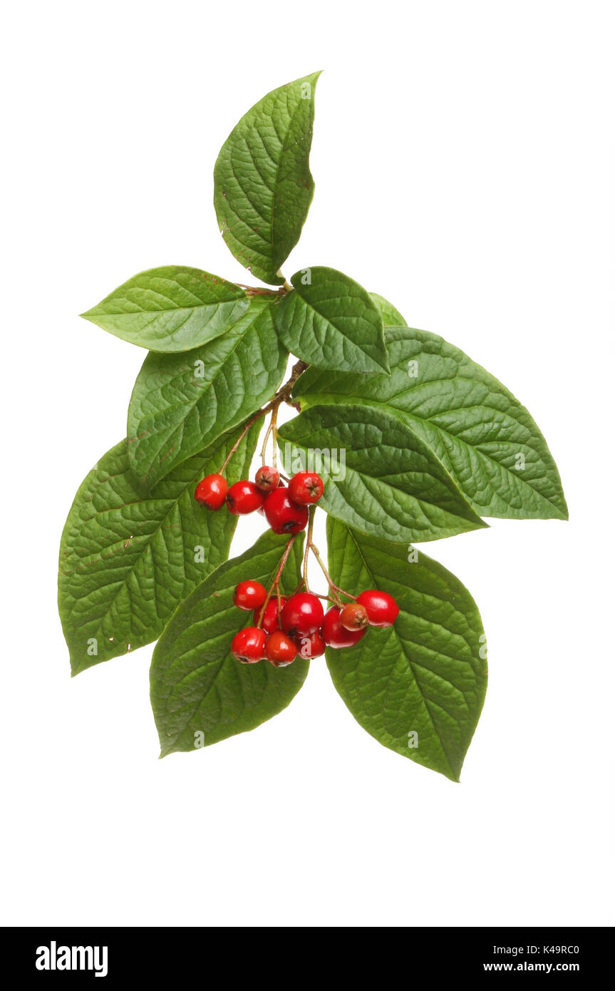 Cotoneaster green leaves and ripe red berries isolated against white Stock Photo
