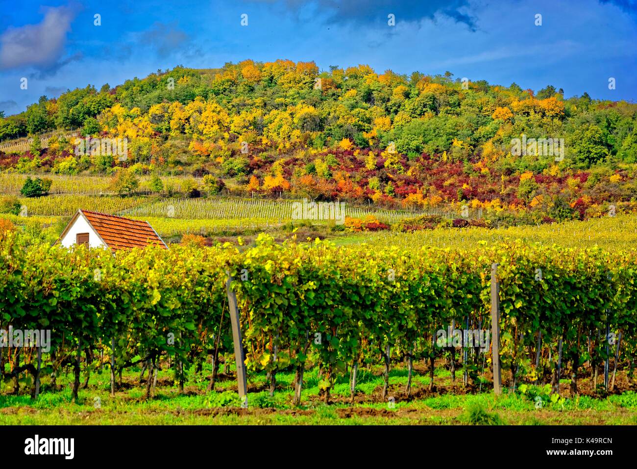 The Tokaj Wine Region In Hungary Stock Photo Alamy