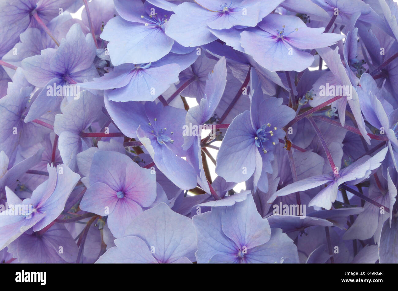Closeup of a pastel blue hydrangea flower Stock Photo Alamy