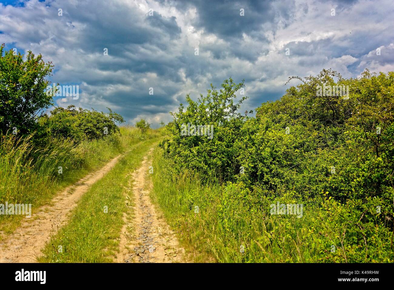 Landscape With Economic Path And Bushes Stock Photo