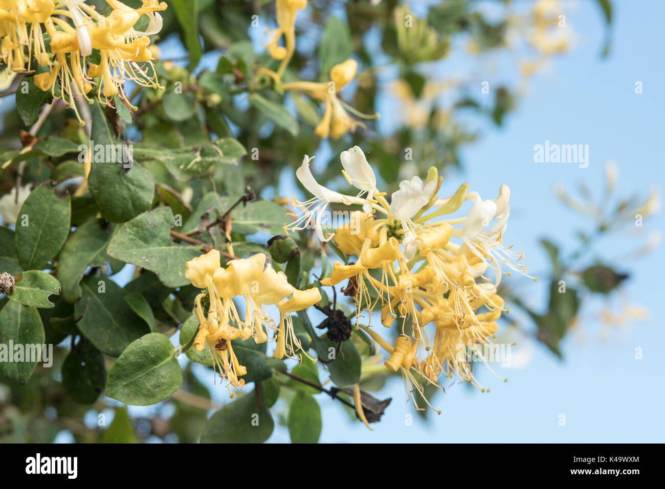 Flowers of Honeysuckle (Lonicera sp) Stock Photo