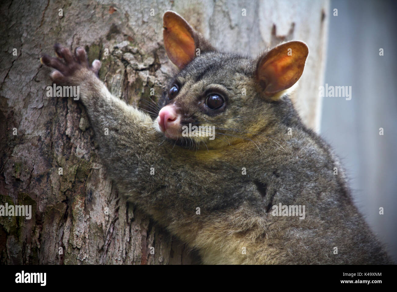 Australian Brush-tail Possum Stock Photo