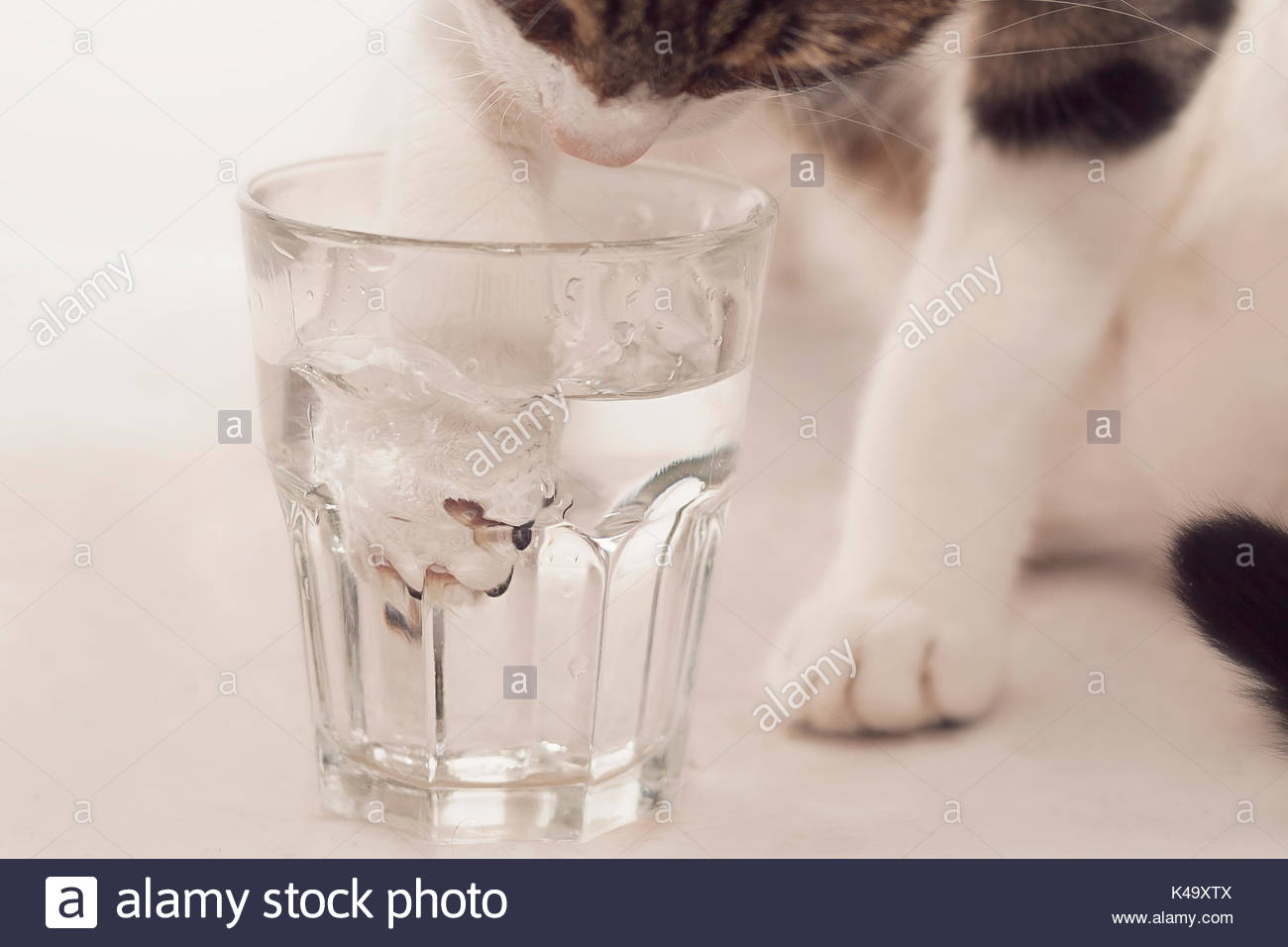 Cats Paw Stock Photos & Cats Paw Stock Images Alamy