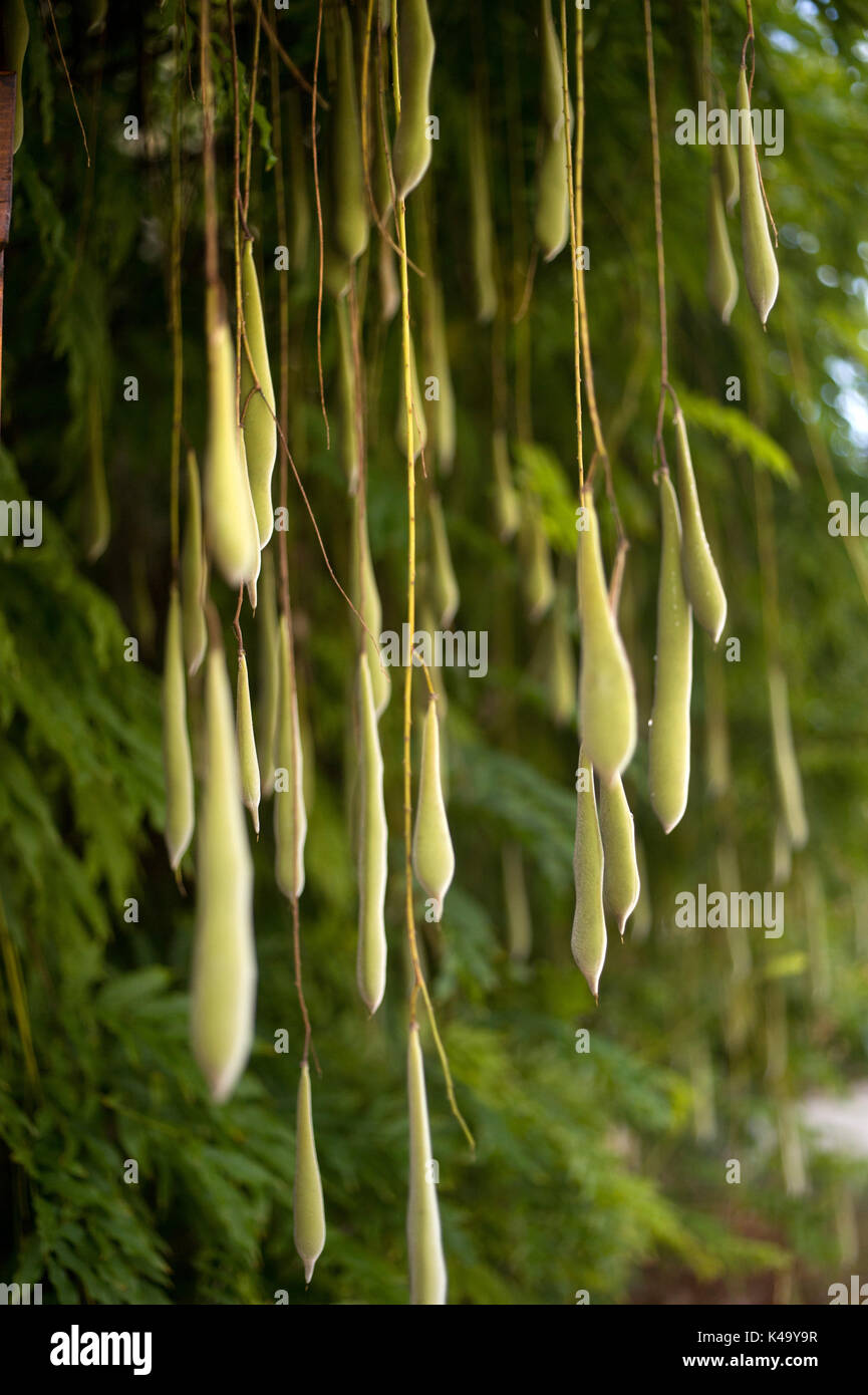 Wisteria seed pods hires stock photography and images Alamy