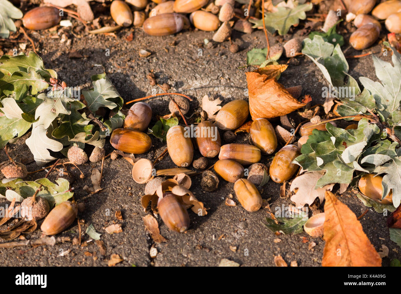 Vom Baum gefallen Eicheln liegen auf dem Herbstboden Stock Photo