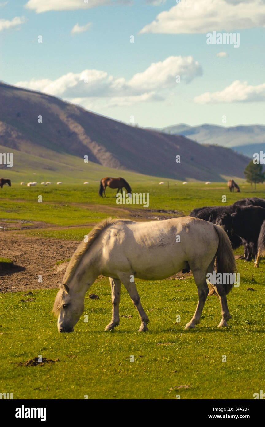 Typical mongolian landscape and steppe with horses and yurt Stock Photo ...